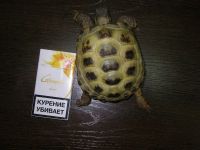 Лот: 3092840. Фото: 4. черепаха сухопутная. Красноярск