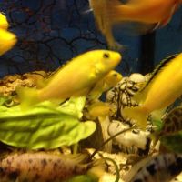 Лот: 5271254. Фото: 3. еллоу лабидохромус. Растения и животные