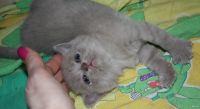 Лот: 13508546. Фото: 3. Котята котенок. Растения и животные