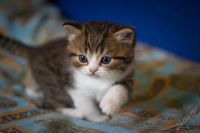 Лот: 2251939. Фото: 2. шотландский шоу котенок. Животные и уход