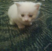 Лот: 867415. Фото: 2. Замечательные супер котята. Полуангорские... Животные и уход