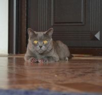 Лот: 8754051. Фото: 7. Британский котенок
