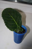 Лот: 4472828. Фото: 2. Глоксиния сиреневая махровая... Комнатные растения и уход