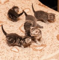 Лот: 4310407. Фото: 3. Котята британцы. Растения и животные