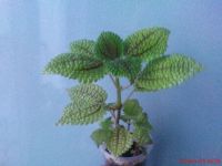 Лот: 5712952. Фото: 2. Пилея обернутая (Pilea involucrata... Комнатные растения и уход