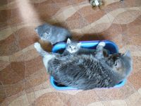 Лот: 3106773. Фото: 10. Изумительный котёнок