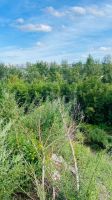 Лот: 25881096. Фото: 19. участок , садоводческое некоммерческое...
