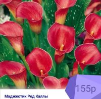Лот: 17320662. Фото: 5. Калла сортовая