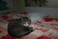 Лот: 13238025. Фото: 2. Кошка. Животные и уход