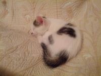 Лот: 3035291. Фото: 2. Кот. Животные и уход