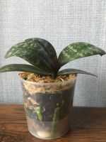 Лот: 10410481. Фото: 2. Орхидея фаленопсис P. schilleriana... Комнатные растения и уход