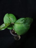 Лот: 16409882. Фото: 4. Хойя-Hoya Ricardo=Hoya SS 13-05... Красноярск