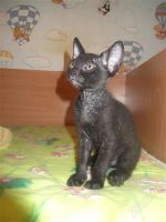 Лот: 2183939. Фото: 3. котята сфинксы. Растения и животные