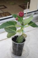 Лот: 4198581. Фото: 5. Глоксиния красная (всё растение...