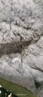 Лот: 23957546. Фото: 4. Зимние замшевые сапоги. Красноярск