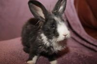 Лот: 9321023. Фото: 3. Карликовые кролики. Растения и животные