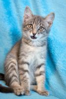 Лот: 9905178. Фото: 2. Котенок, девочка 3 мес. Животные и уход