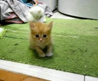 Лот: 9609841. Фото: 2. Отдаем котят в хорошие руки. Животные и уход