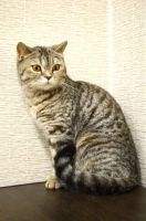 Лот: 9078713. Фото: 2. Шотландская кошечка прямоухая. Животные и уход