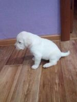 Лот: 7947963. Фото: 6. Лабрадорчики с родословной и клеймом...