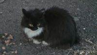 Лот: 6780807. Фото: 3. Нежная кошечка в хорошие руки. Растения и животные