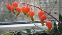 Лот: 19976410. Фото: 5. Гастерия пятнистая /Gasteria maculata