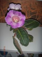 Лот: 5737741. Фото: 3. Глоксиния светло-фиолетовая тигрина... Растения и животные