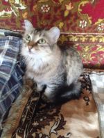 Лот: 11768956. Фото: 2. Кошечка Муся. Животные и уход