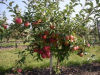 Лот: 17312325. Фото: 2. Мельба яблоня. Семена, рассада, садовые растения