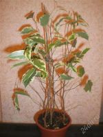 Лот: 841806. Фото: 2. Фикус бенджамина пестролистный. Комнатные растения и уход