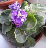 Лот: 2752973. Фото: 3. Фиалка "Летние сумерки". Растения и животные