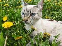 Лот: 20514556. Фото: 5. Кошечка (бесплатно)