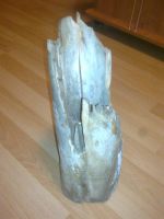 Лот: 8303868. Фото: 2. Бивень мамонта ( фрагмент ). Коллекционирование, моделизм