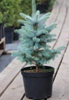 Лот: 9874201. Фото: 2. Голубая ель (Picea pungens). Семена, рассада, садовые растения