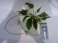 Лот: 8719063. Фото: 2. Эхинодорус "Компактный" (Echinodorus... Аквариумистика