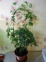 Лот: 817301. Фото: 2. Жасмин многоцветковый Jasminum... Комнатные растения и уход