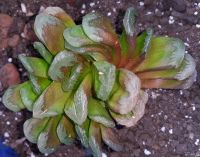 Лот: 13845765. Фото: 3. Хавортия yuelia х truncata (суккулент... Растения и животные