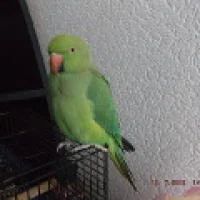 Лот: 5178435. Фото: 3. Ожереловый попугай. Растения и животные