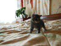 Лот: 3106773. Фото: 7. Изумительный котёнок