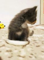 Лот: 12070585. Фото: 3. Дымчатый котенок. Растения и животные