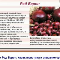 Лот: 19902173. Фото: 5. Лук севок сортовой