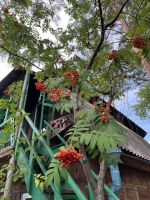 Лот: 25296286. Фото: 7. 3-комн. дача , село Арейское село...