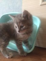 Лот: 7750147. Фото: 6. Отдам в хорошие руки милого котенка...