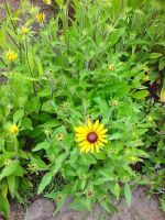 Лот: 5959404. Фото: 2. Эхинацея "Echinacea paradoxa... Семена, рассада, садовые растения
