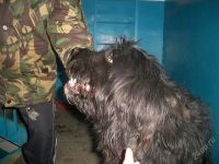 Лот: 2586872. Фото: 2. Нашлась собака в Солнечном отдам... Красноярск