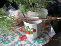 Лот: 11571258. Фото: 3. полынь божье дерево. Для дачи, дома, огорода, бани, парка