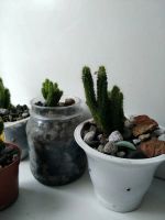 Лот: 19452487. Фото: 5. Кактус Цереус