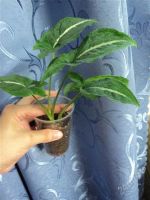 Лот: 2735131. Фото: 2. Сингониум Вендланда (Syngonium... Комнатные растения и уход