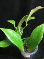 Лот: 13558870. Фото: 2. Хойя Hoya sunrise. Комнатные растения и уход