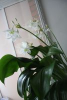 Лот: 3303678. Фото: 5. Эухарис большой 7 луковиц.